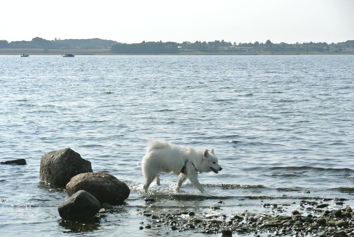 Samojedhund Mumrikken billede 7