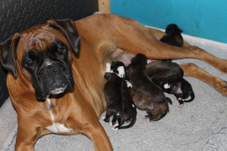 Boxer tiki billede 4