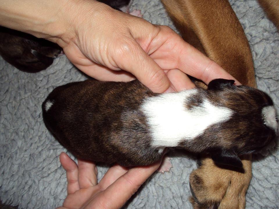 Boxer tiki billede 3