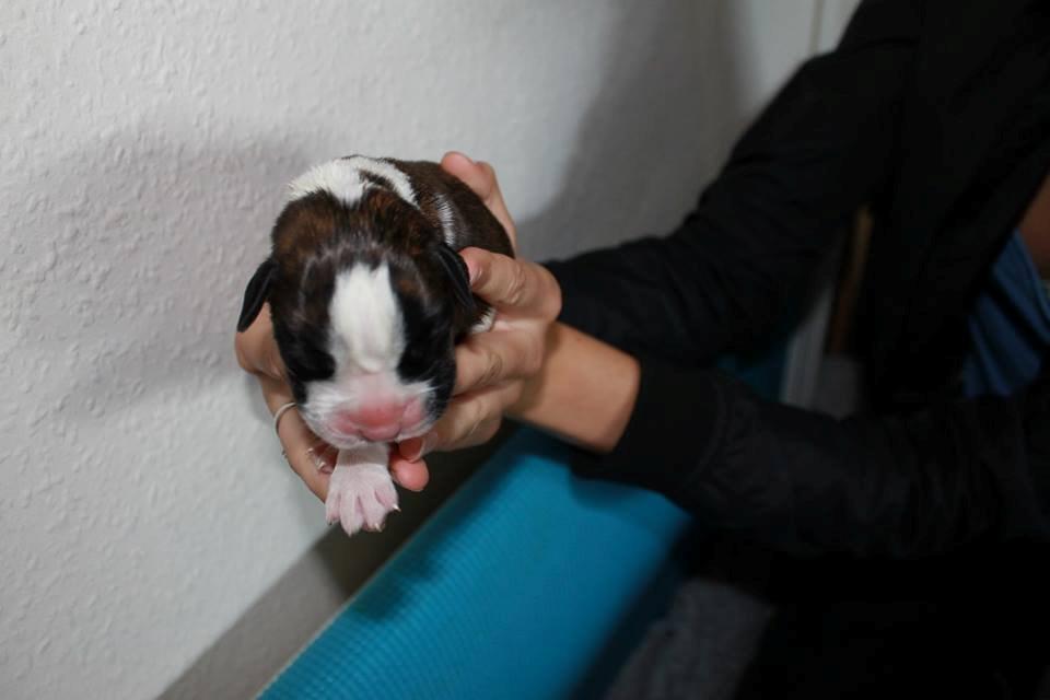 Boxer tiki billede 1