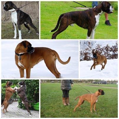 Boxer tiki billede 5