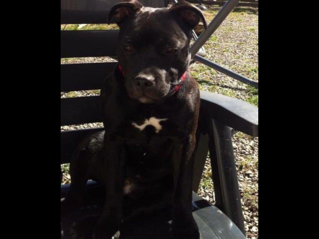 Staffordshire bull terrier Angel carbonara staff sodalis billede 7
