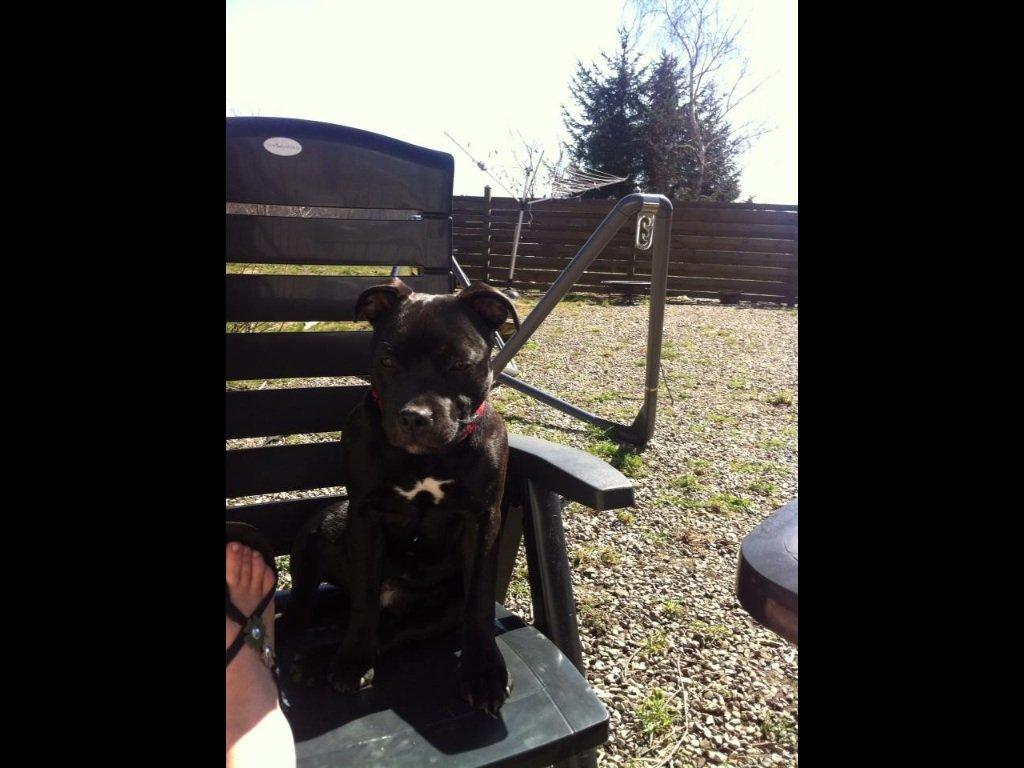 Staffordshire bull terrier Angel carbonara staff sodalis billede 8