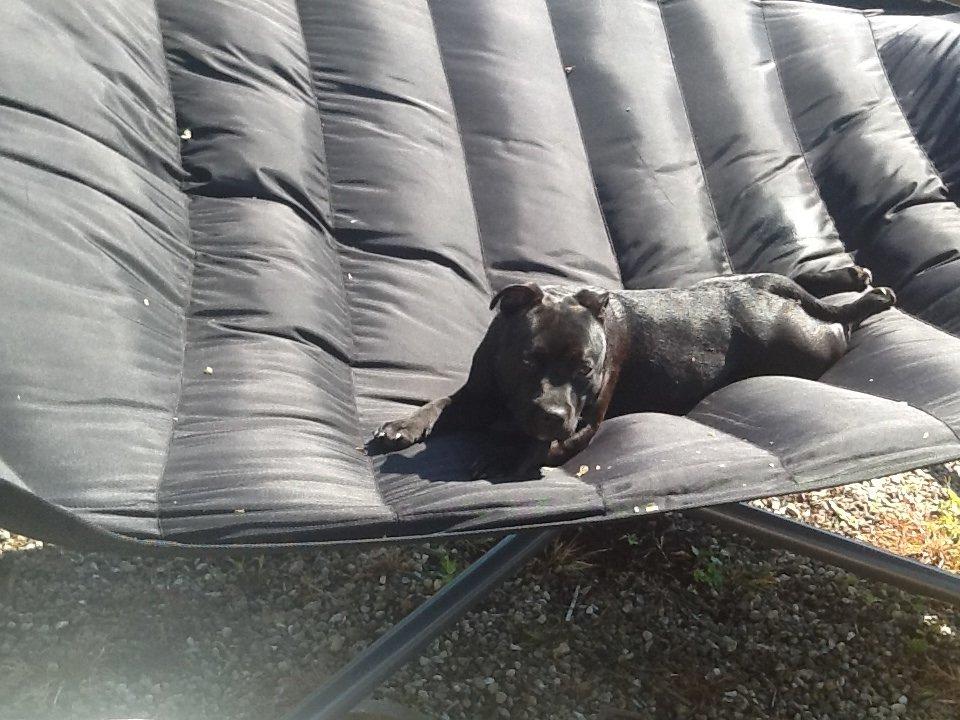 Staffordshire bull terrier Angel carbonara staff sodalis billede 10