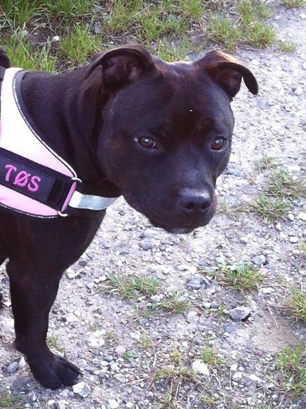 Staffordshire bull terrier Angel carbonara staff sodalis billede 11