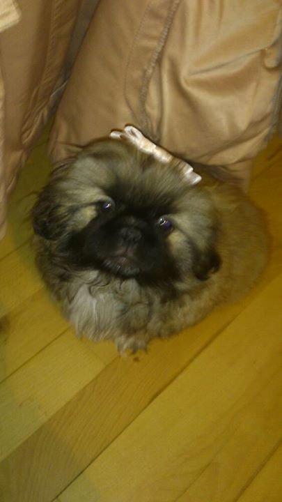 Pekingeser Sigurd billede 16