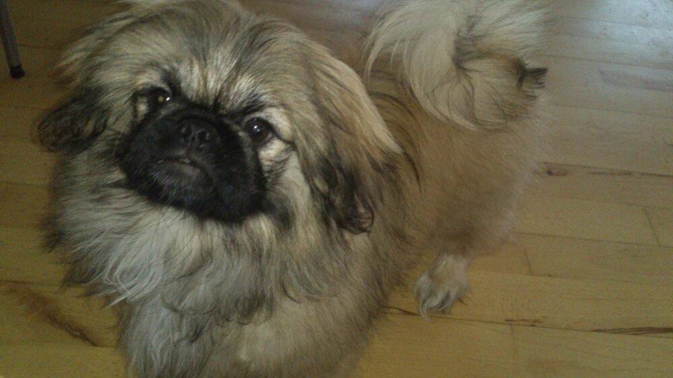 Pekingeser Sigurd billede 21