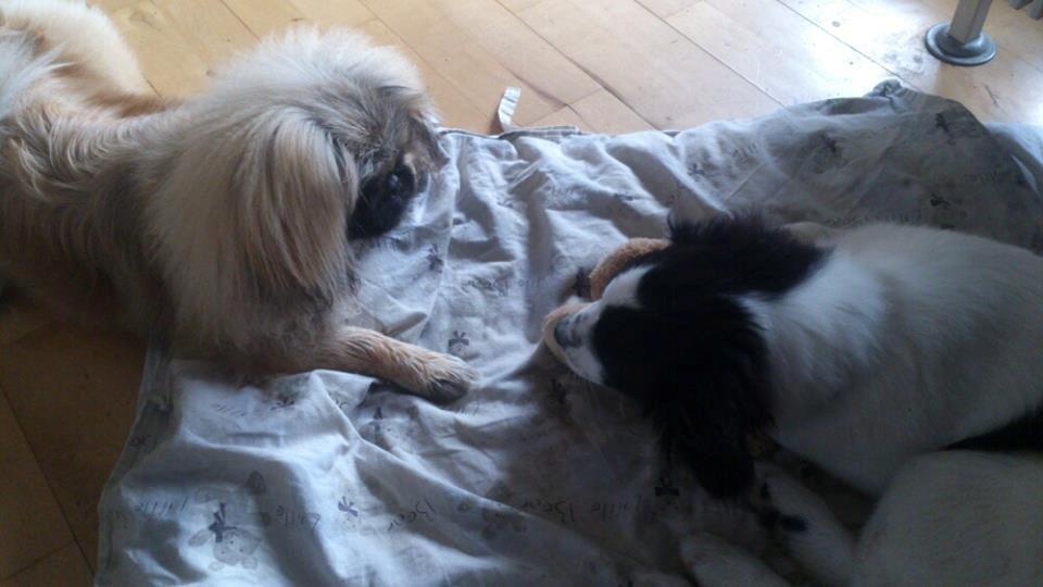 Pekingeser Sigurd billede 22