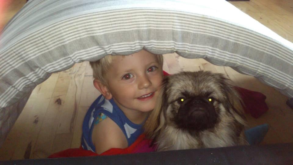 Pekingeser Sigurd billede 3