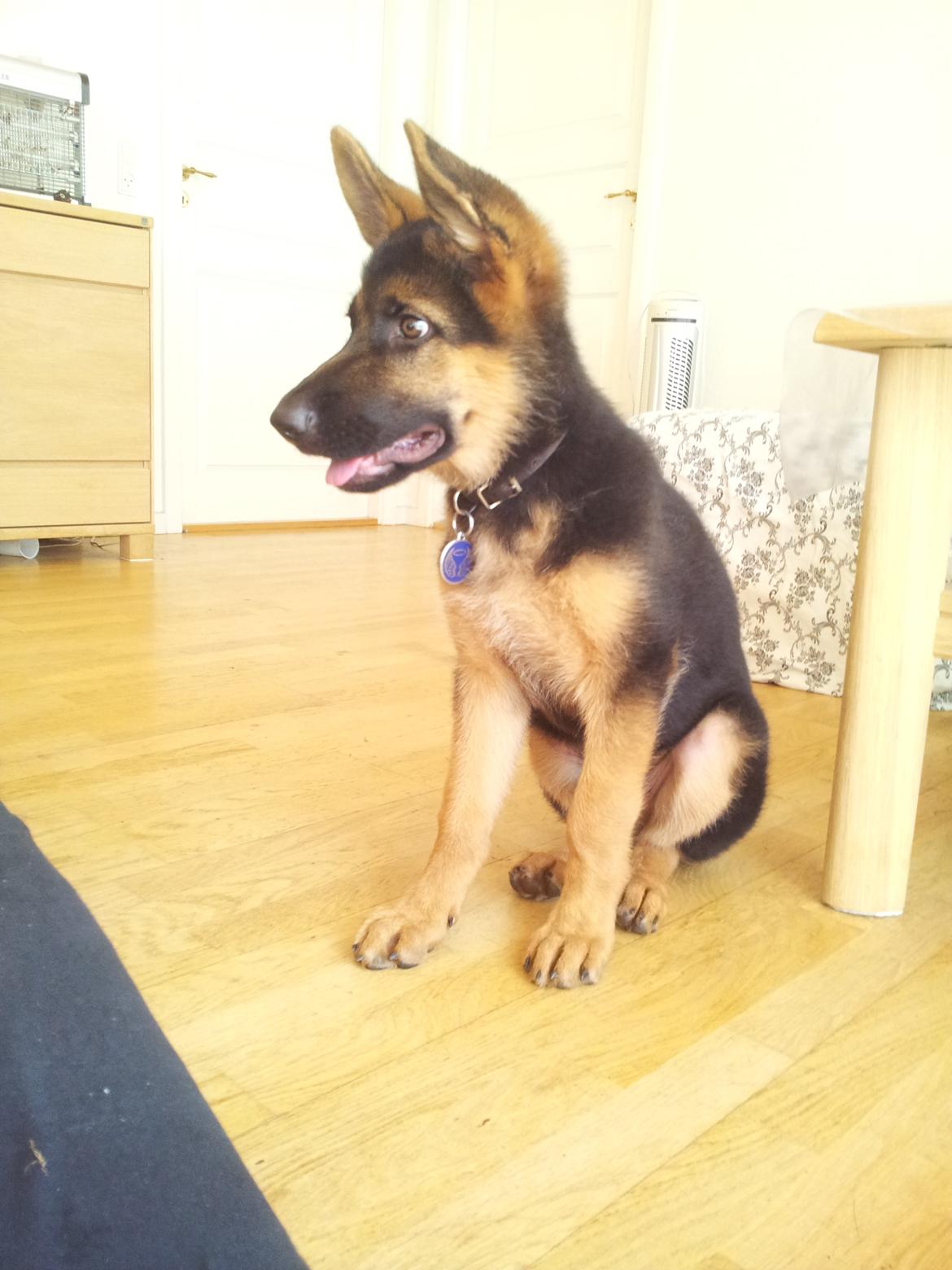 Schæferhund lucifer billede 8