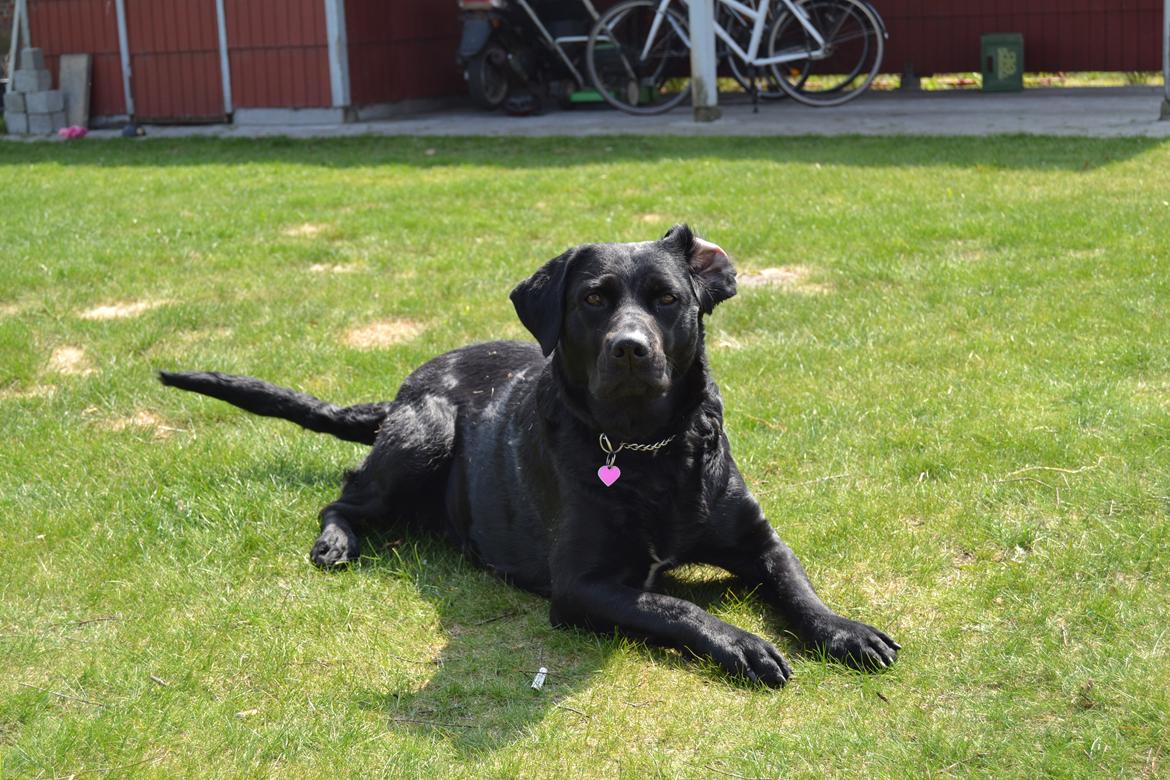 Blanding af racer Daisy - dejligt sommerbillede <3 billede 6