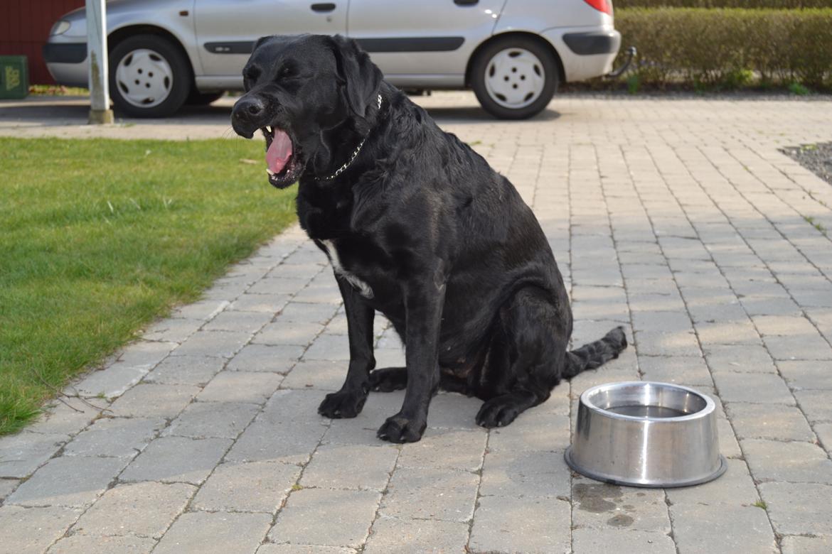 Blanding af racer Daisy - ja gabe kan jeg også! <3 :D billede 7