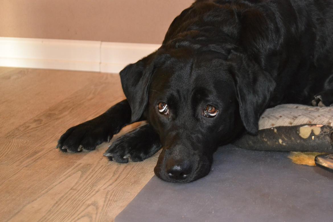 Blanding af racer Daisy - se lige mine øjne... er det ikke lige til en godbid! <3  billede 8