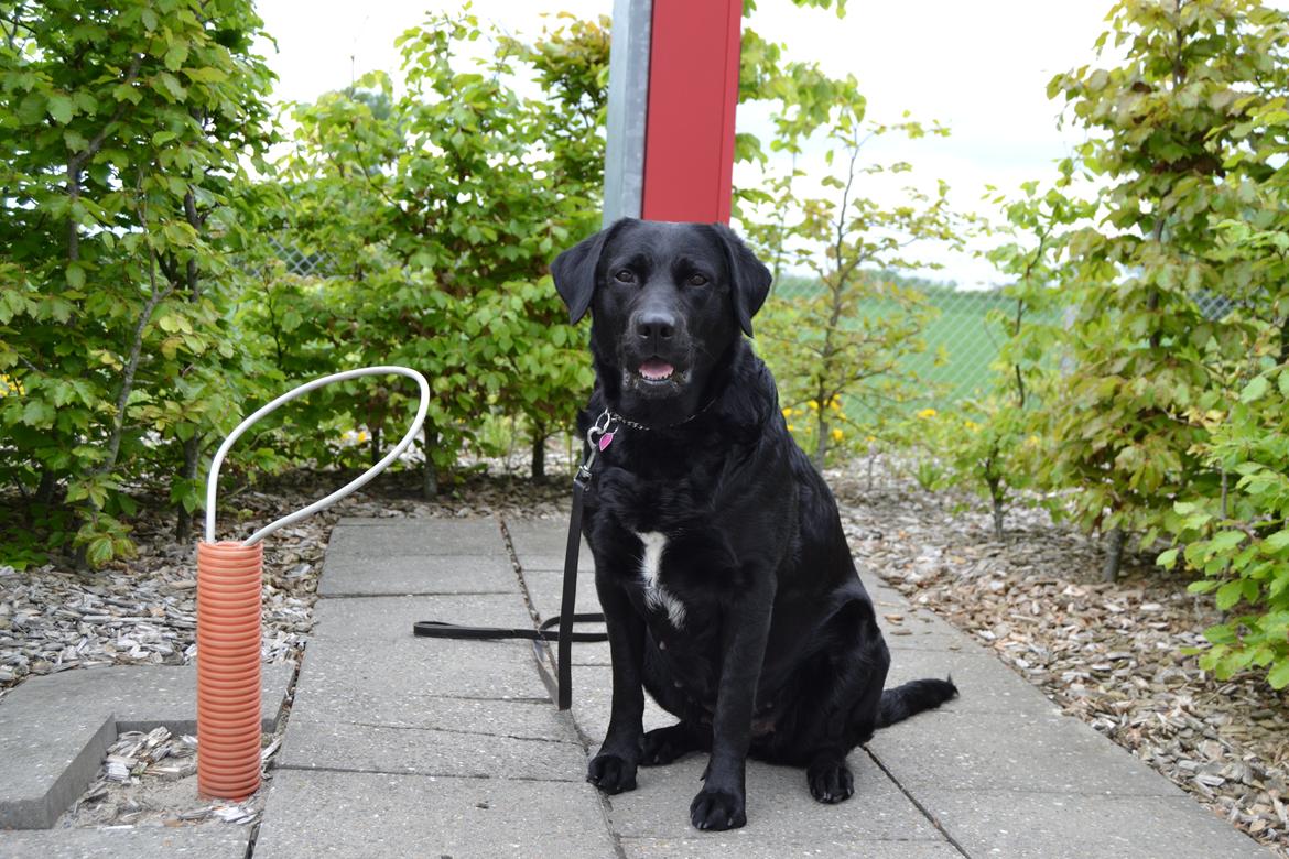 Blanding af racer Daisy - så posere vi for kameraet! <3 billede 9