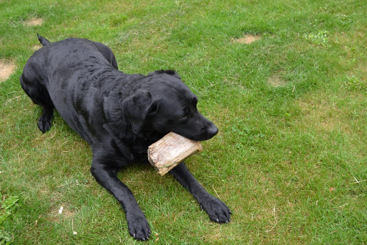 Blanding af racer Daisy - piiind!!! <3 billede 10