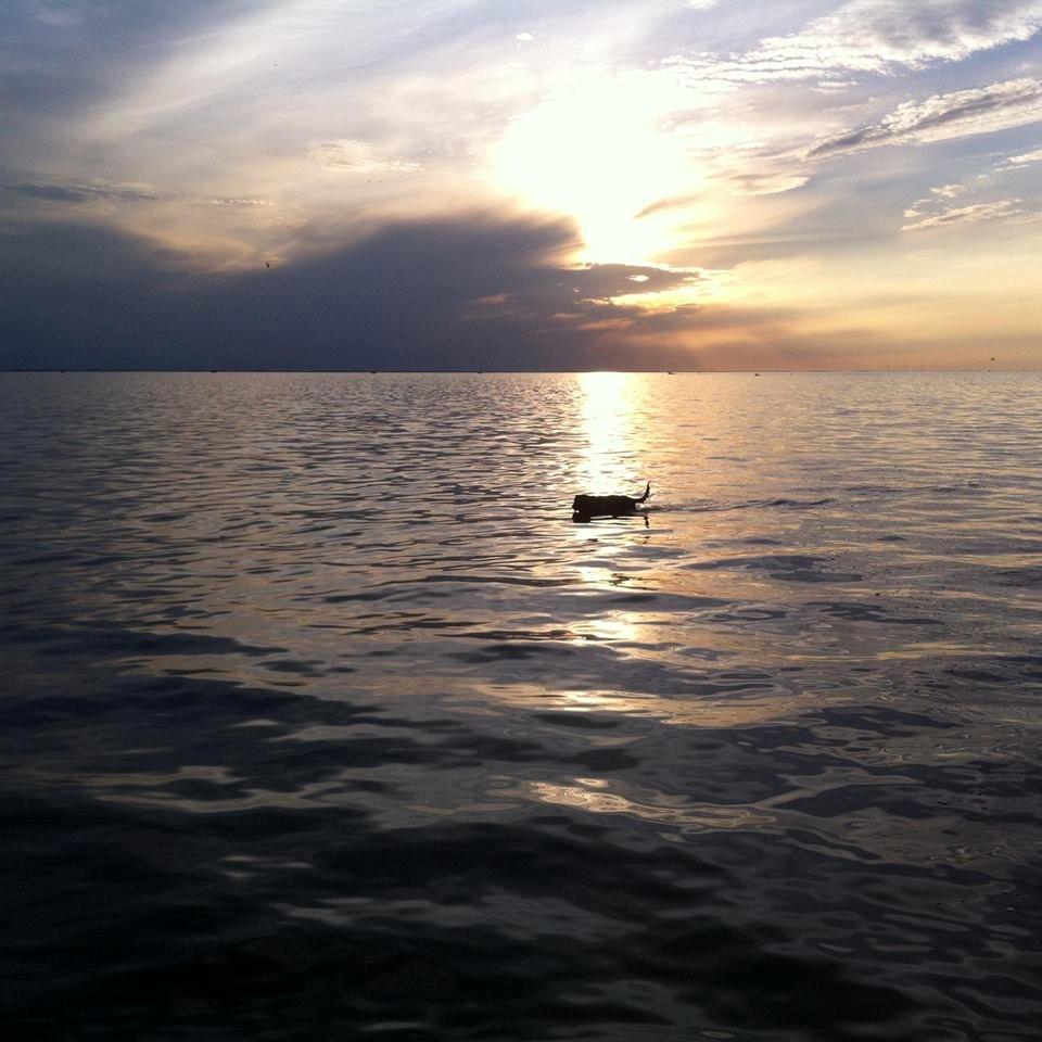 Blanding af racer Daisy - Daisy gør lige denne solnedgang lidt smukkere! <3 billede 1