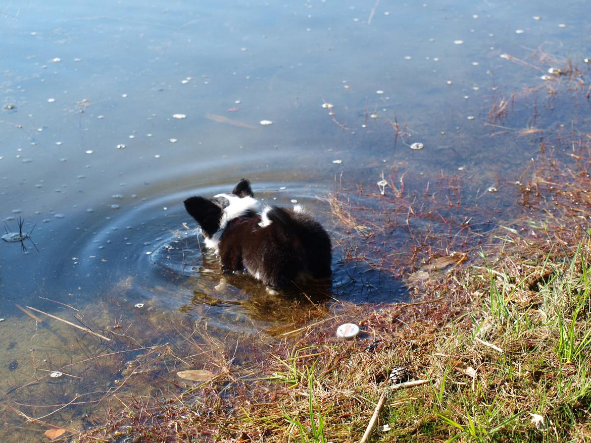 Blanding af racer Lilo billede 2