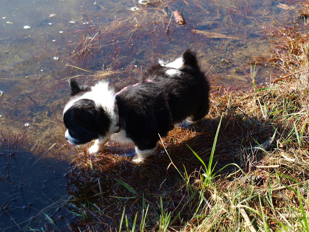 Blanding af racer Lilo billede 3