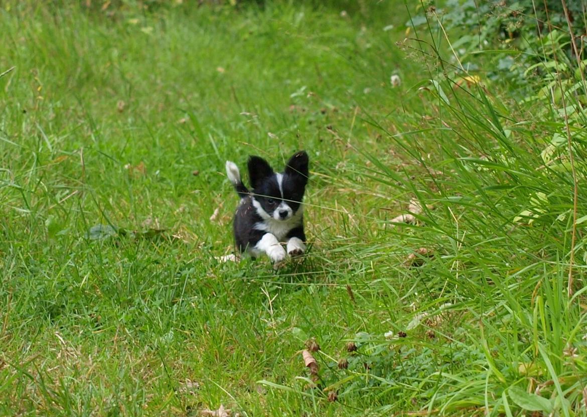 Blanding af racer Lilo billede 4