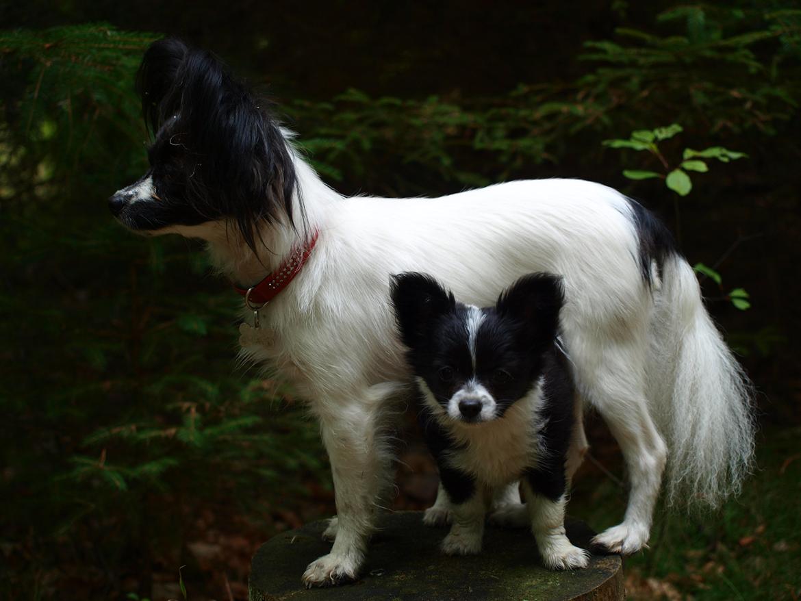 Blanding af racer Lilo billede 5