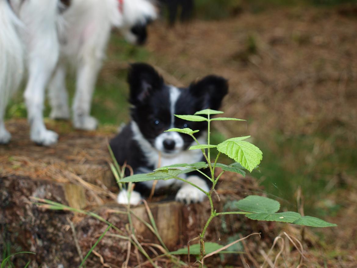 Blanding af racer Lilo billede 6