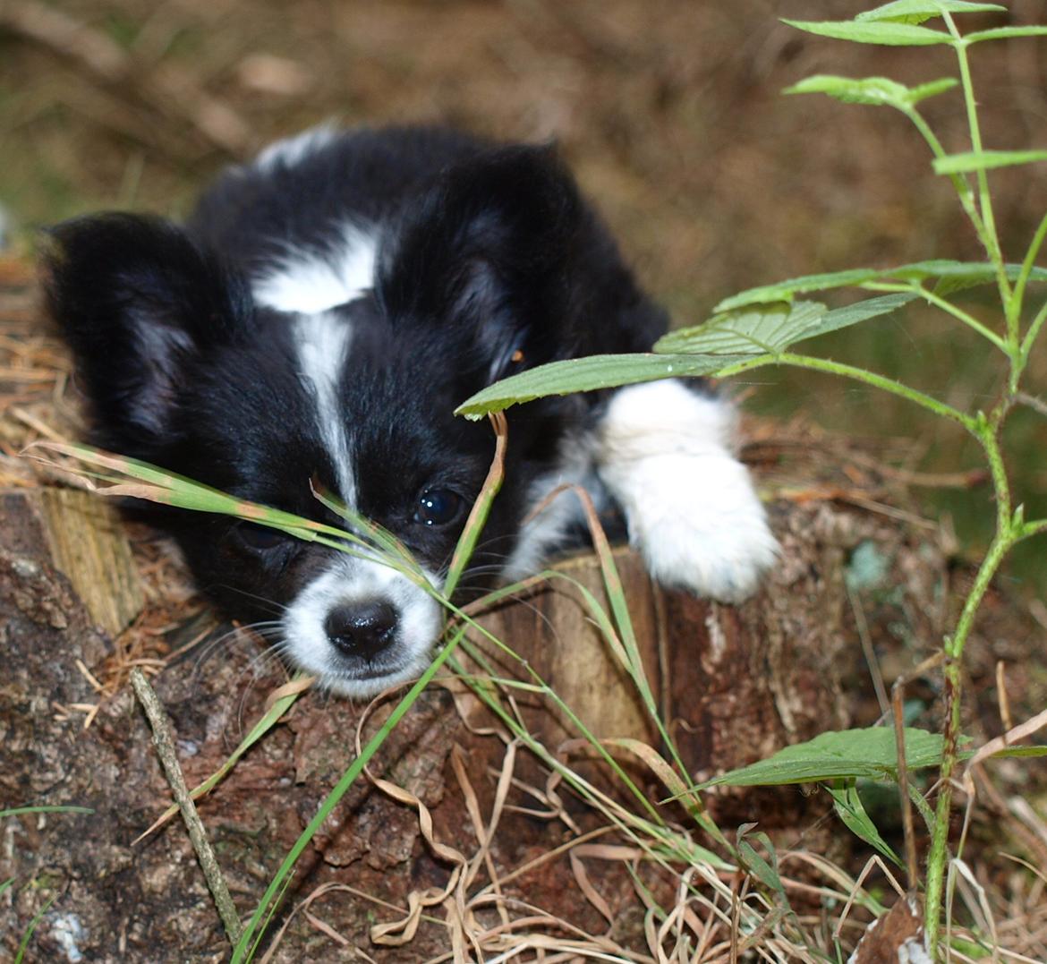 Blanding af racer Lilo billede 1