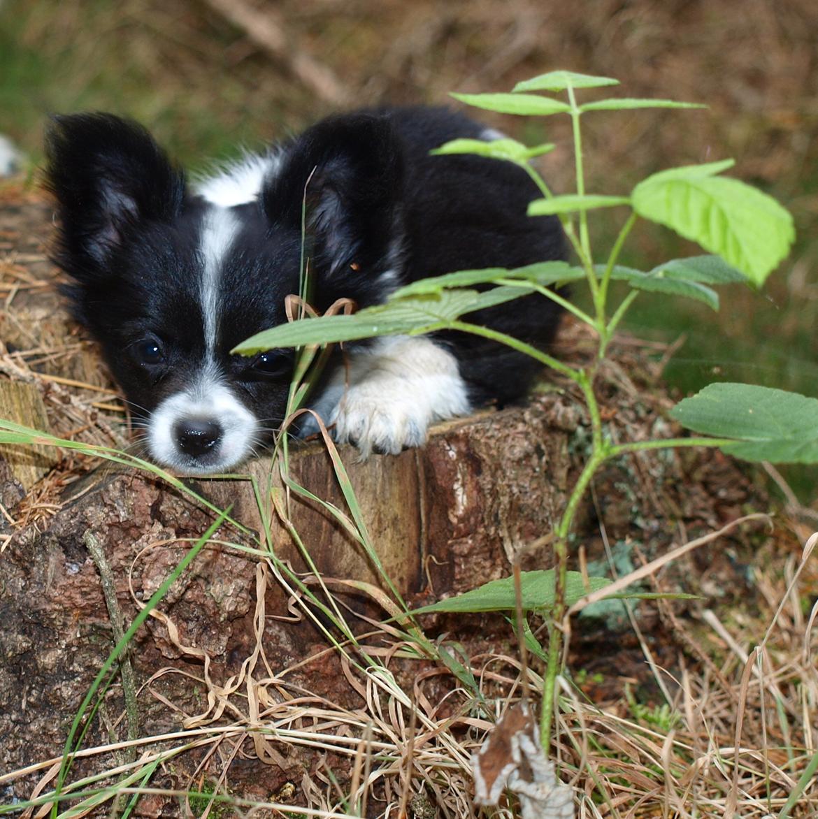 Blanding af racer Lilo billede 7