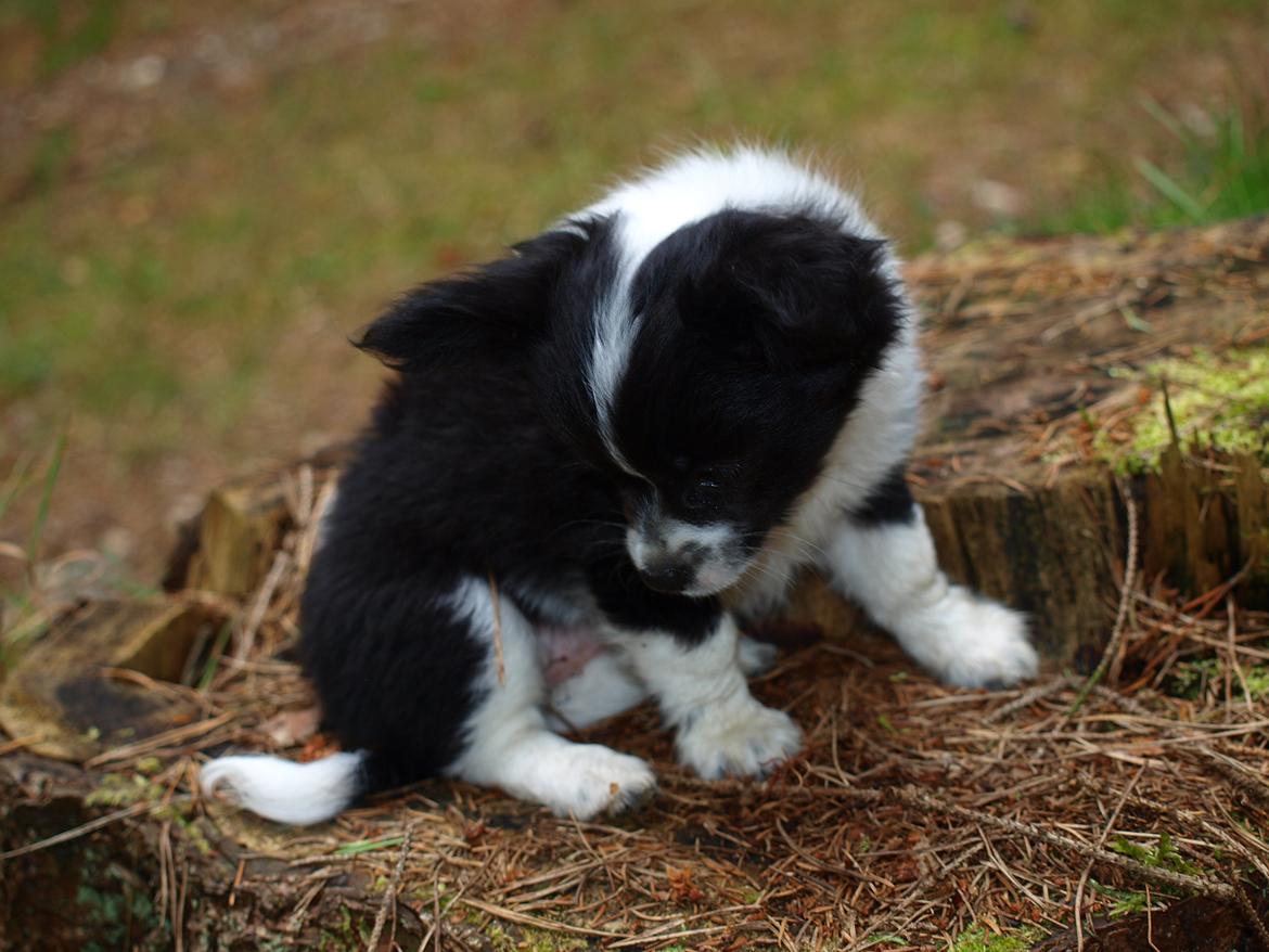 Blanding af racer Lilo billede 8