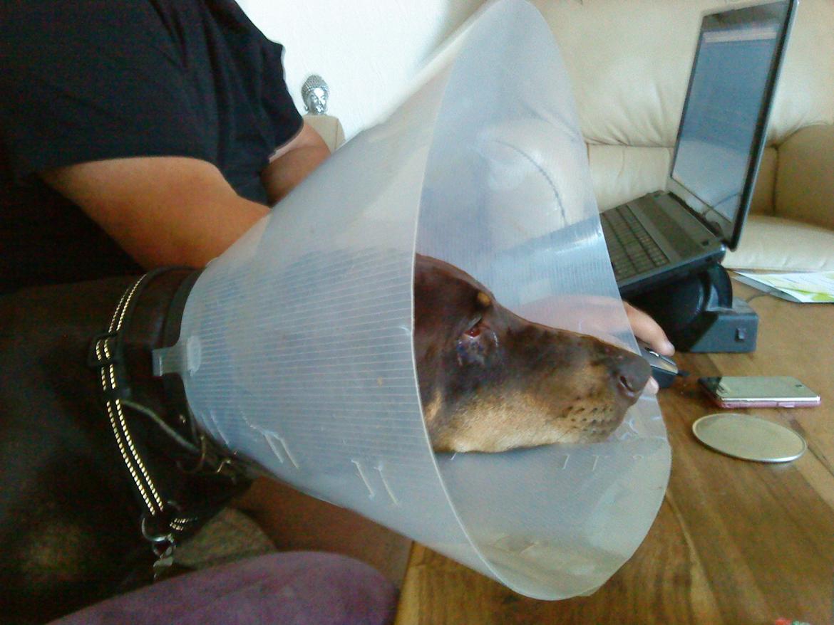 Blanding af racer Kenzo - SUK. D.22/7-13 Måtte Kenzo under kniven for at få rettet indadvendte øjenlåg billede 22