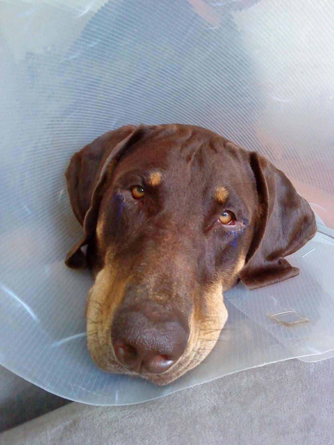 Blanding af racer Kenzo - Æv hvor er det trist at have skærm på...  :) billede 23