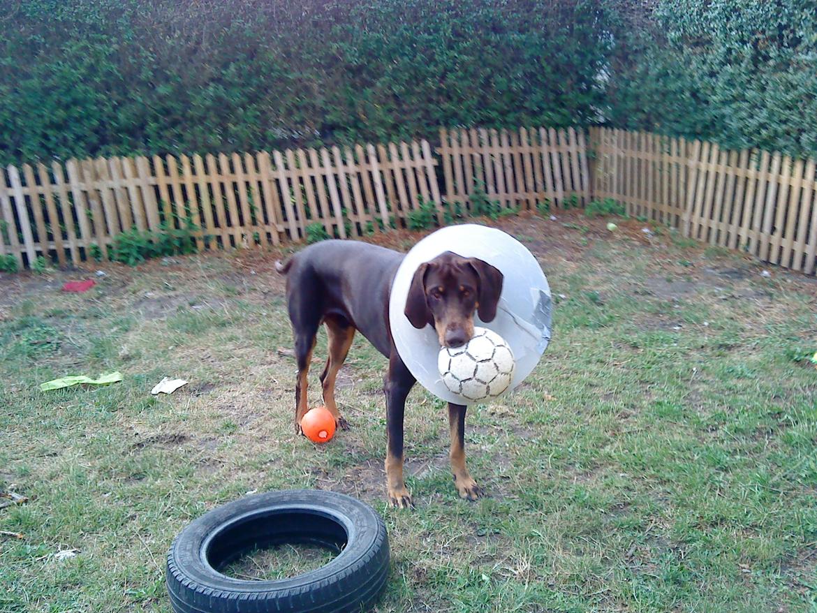 Blanding af racer Kenzo - Kan heldigvis godt spille bold :) billede 24