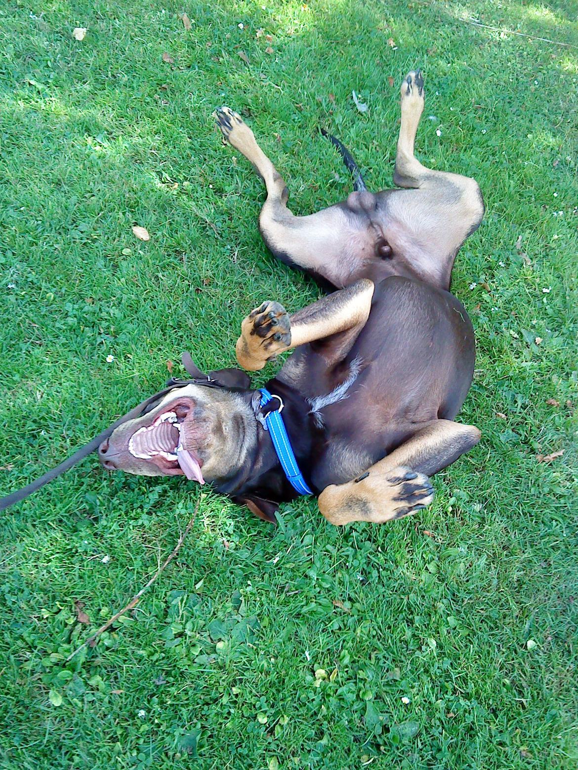 Blanding af racer Kenzo - Fjoller... billede 25