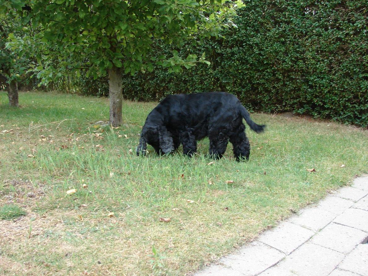 Cocker spaniel Rosa - Rosa i haven billede 7