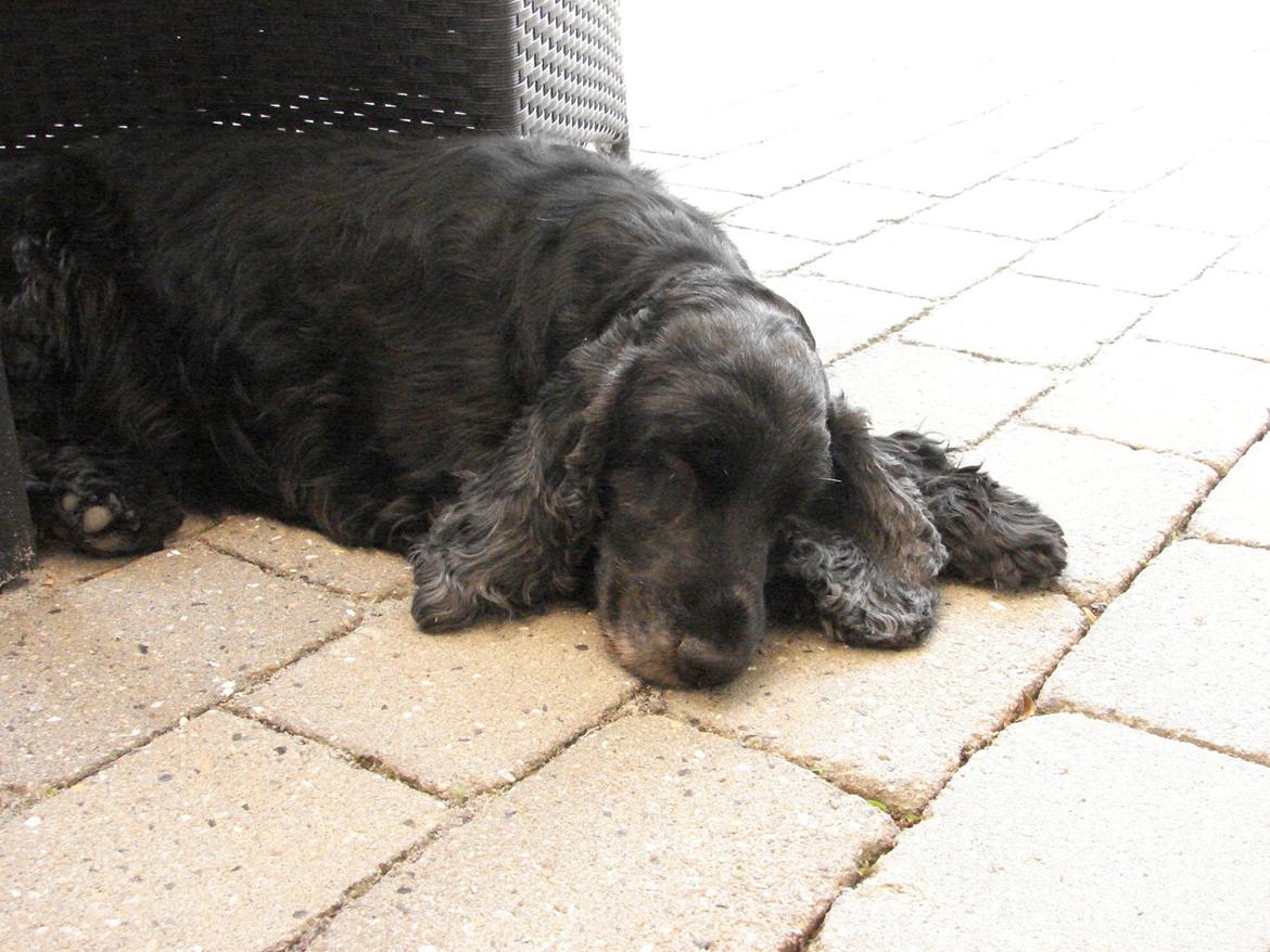 Cocker spaniel Rosa - Rosa sover :) billede 8