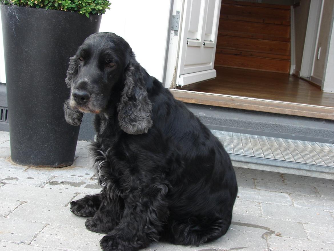 Cocker spaniel Rosa - Flotte Rosa billede 9