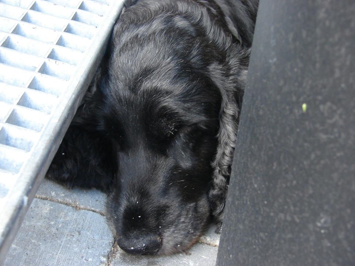 Cocker spaniel Rosa - Rosa gemmer sig..:) billede 10