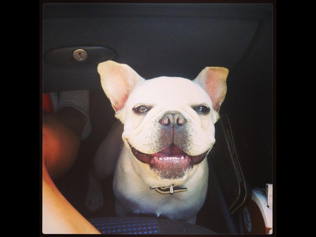 Fransk bulldog Kenzo billede 2