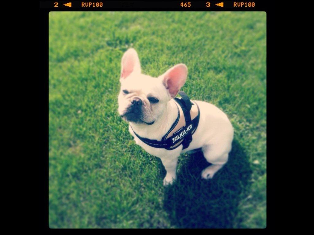 Fransk bulldog Kenzo billede 1