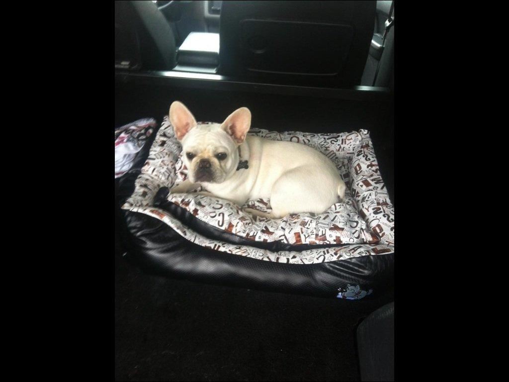 Fransk bulldog Kenzo billede 6