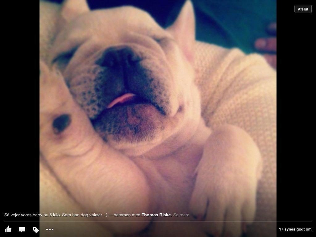 Fransk bulldog Kenzo billede 4