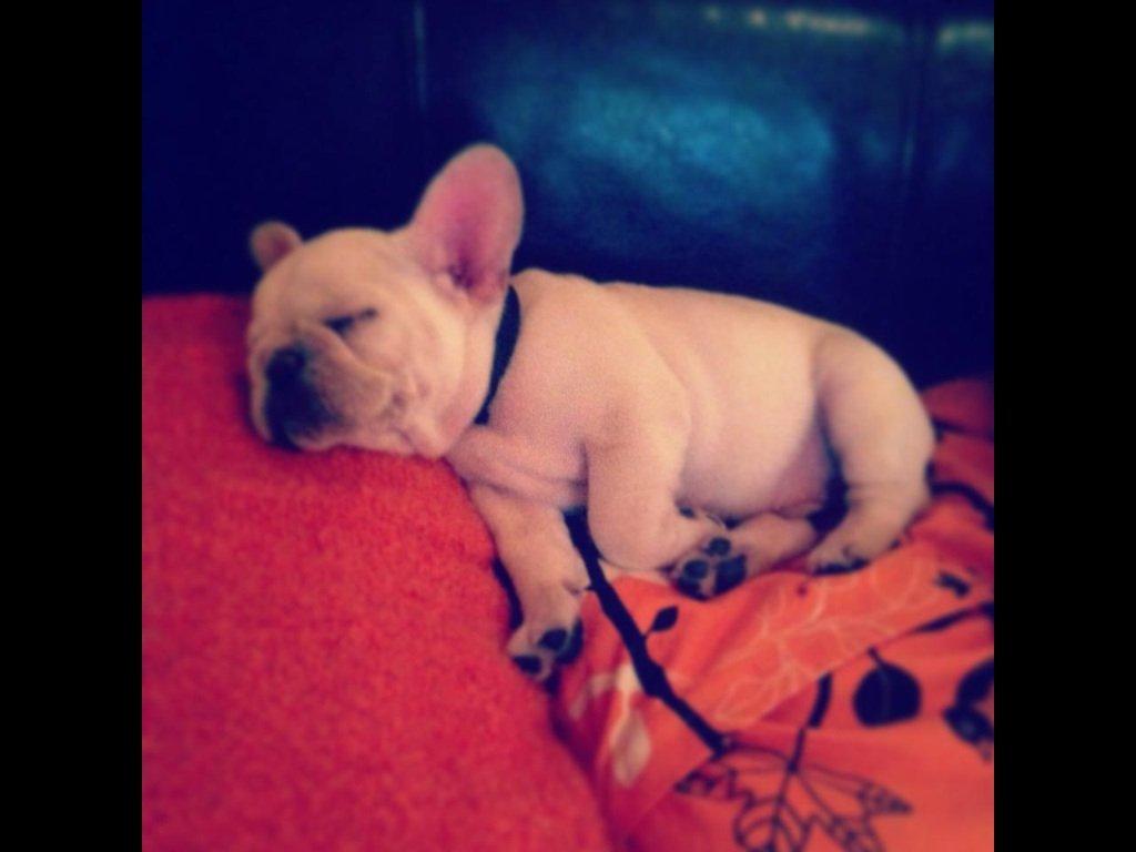 Fransk bulldog Kenzo billede 7