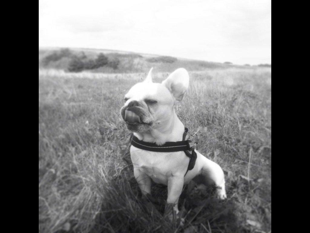 Fransk bulldog Kenzo billede 3