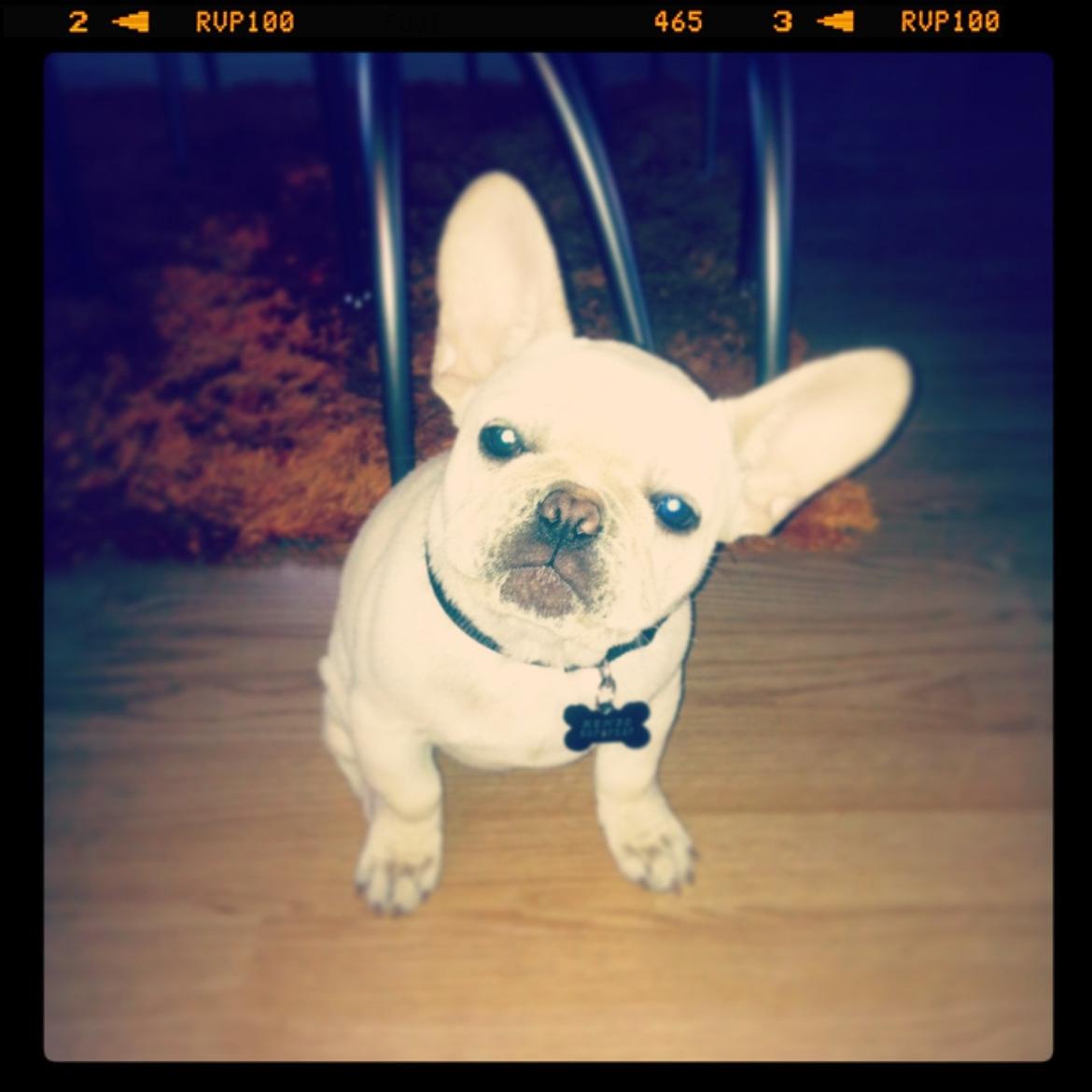 Fransk bulldog Kenzo billede 9