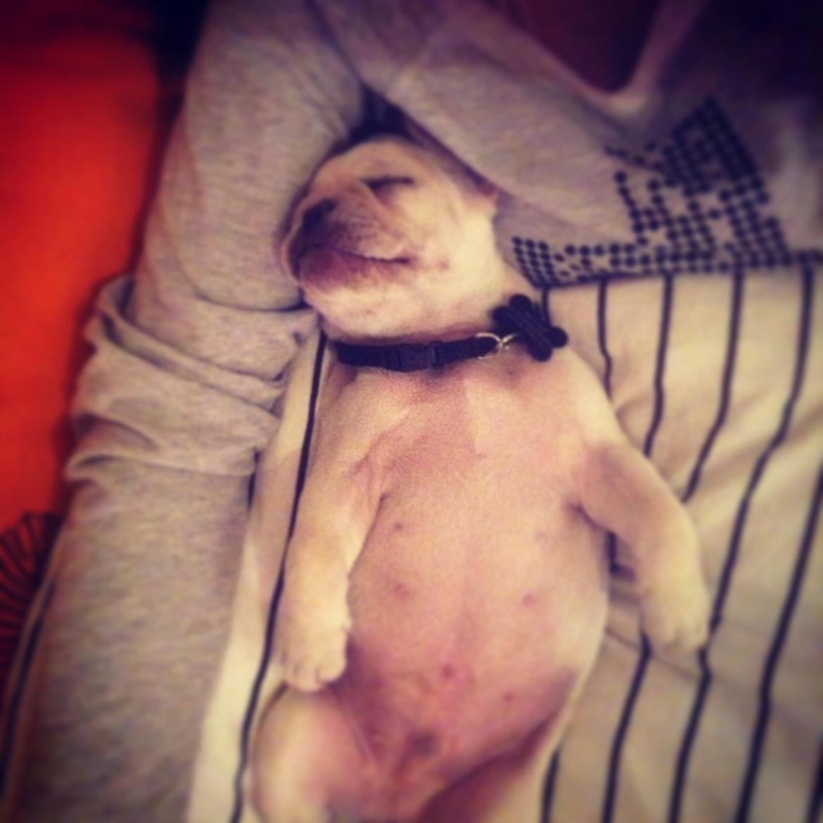 Fransk bulldog Kenzo billede 8