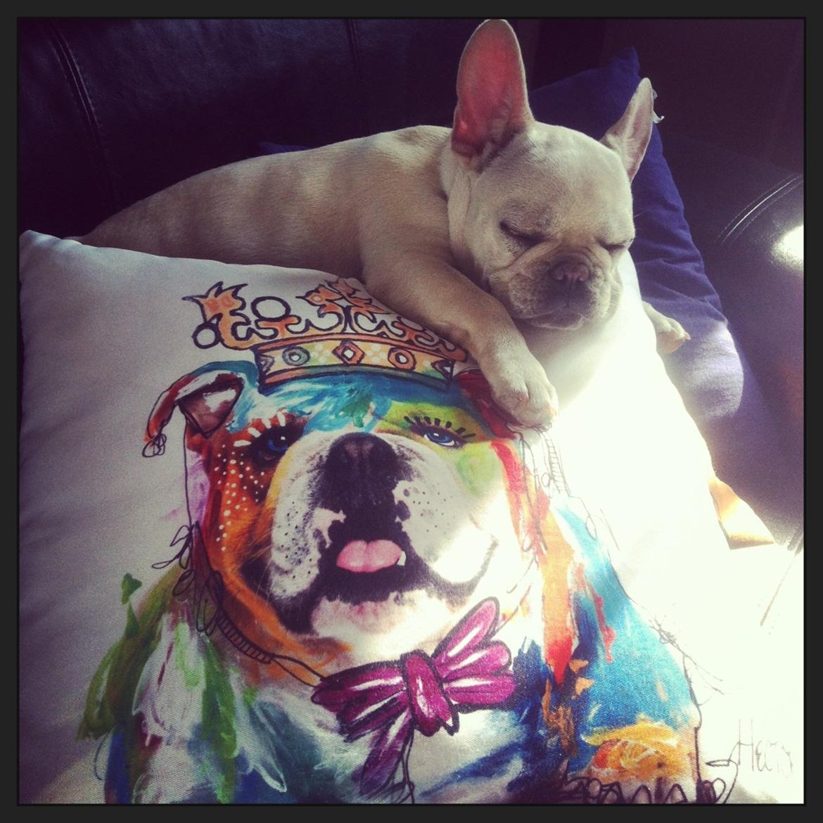 Fransk bulldog Kenzo billede 10