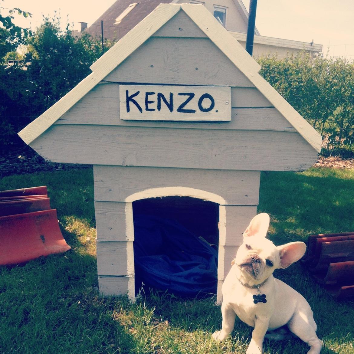 Fransk bulldog Kenzo billede 11