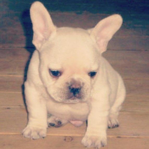 Fransk bulldog Kenzo billede 12