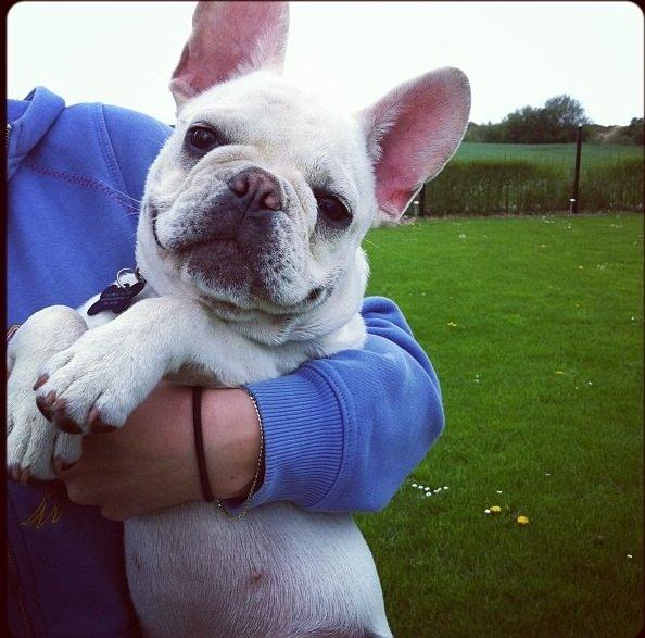 Fransk bulldog Kenzo billede 13