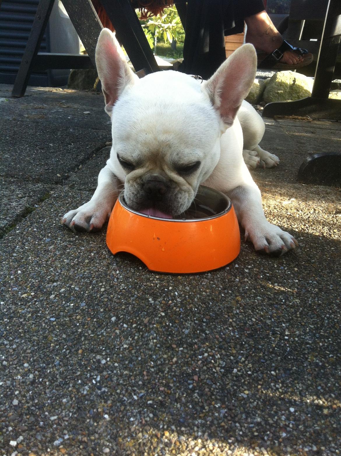 Fransk bulldog Kenzo billede 14