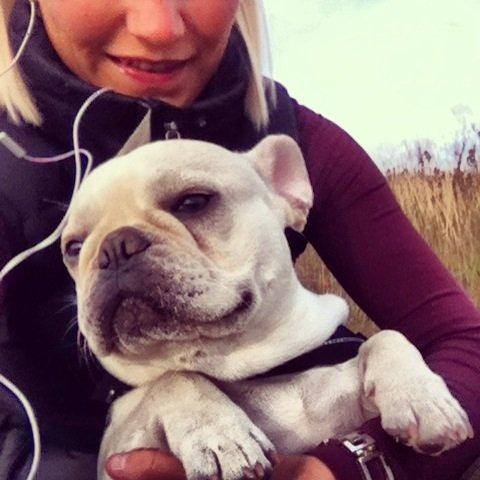 Fransk bulldog Kenzo billede 16